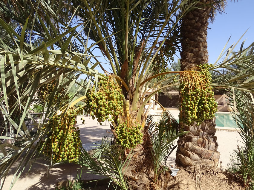 Un voyage sud Maroc : c’est le bon choix ! 